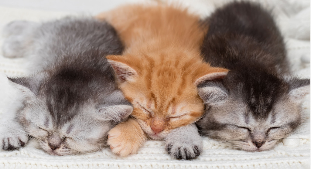 Ein seriöser Züchter von Britisch Kurzhaar veröffentlicht Bilder seiner Kitten